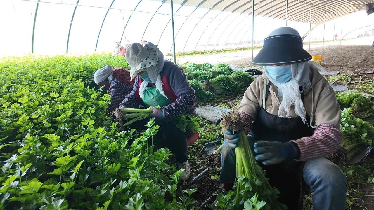 【开局之年看民生】&ldquo;幸福&rdquo;大棚让村民变&ldquo;工人&rdquo;