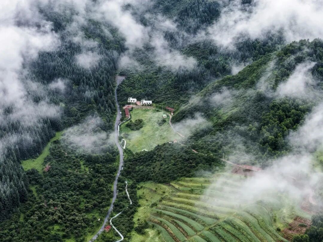 湟中：党建红引领生态绿 绘就河湟大地林草振兴新画卷